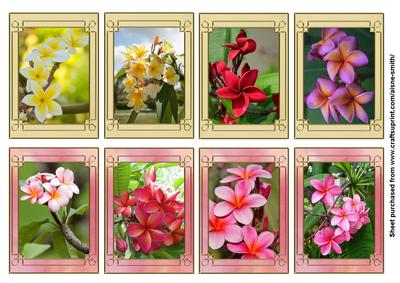 Plumeria (frangipani) Tags / Mini-cards