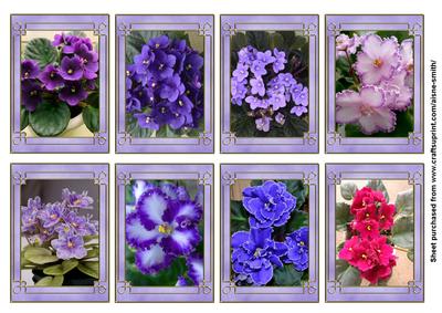 Flower Series: African Violets