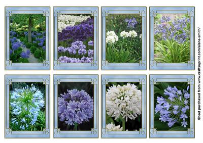 Flower Series: Agapanthus (african Lily)