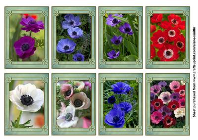 Flower Series: Anemones