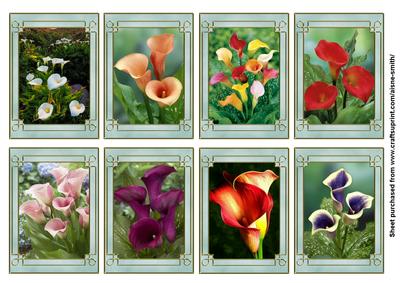 Flower Series: Arum Lily (calla Lily)