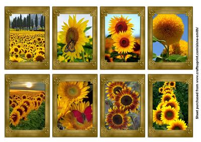 Flower Series: Sunflowers