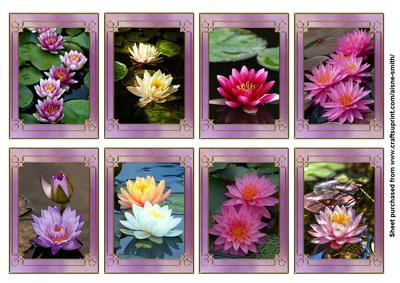 Flower Series: Water Lilies
