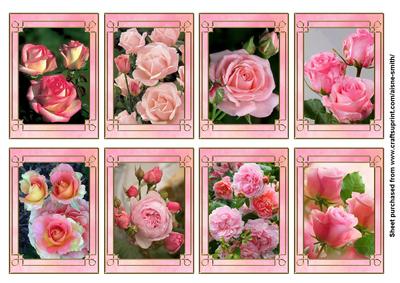 Flower Series: Pink Roses