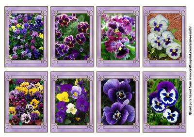 Flower Series: Pansies