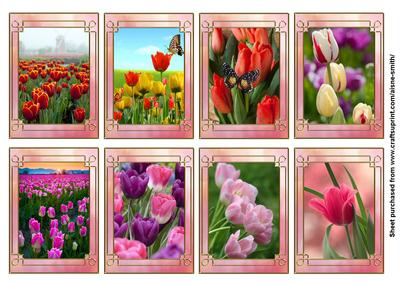 Flower Series: Tulips