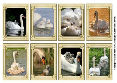Swan Family Tags