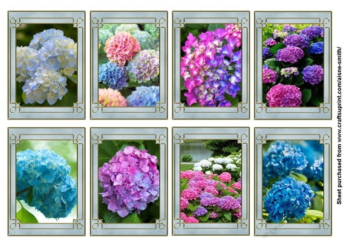 Hydrangea Tags/Mini card