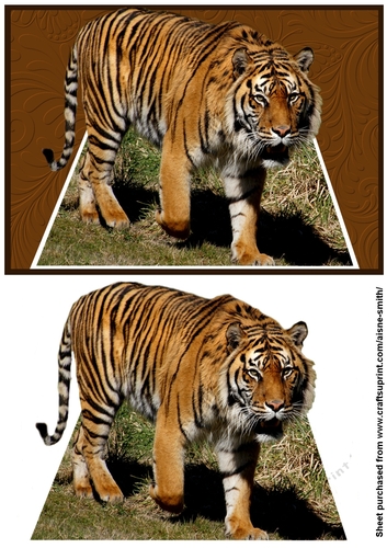 Tiger Out of Bounds