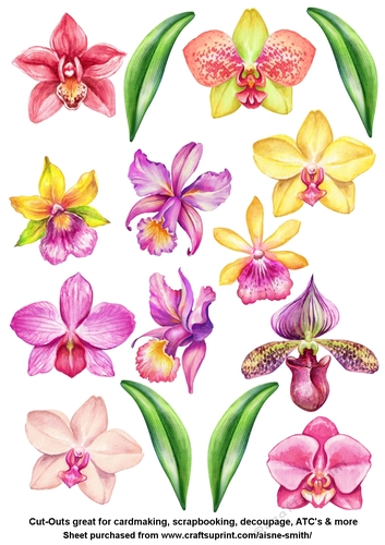 Watercolor Orchids Cut Outs