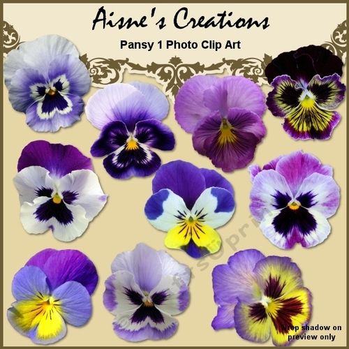 Pansy 1 Photo Elements