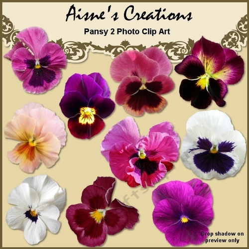 Pansy 2 Photo Elements