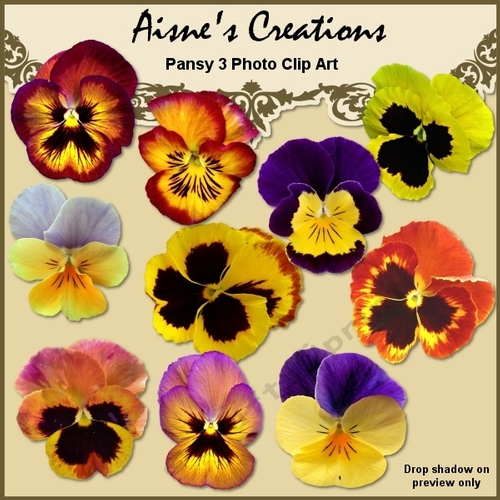 Pansy 3 Photo Elements