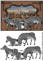 Africa - Zebra
