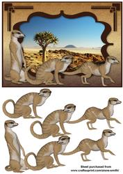Africa - Meerkats