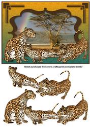 Africa - Leopards