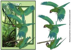 Military Macaw