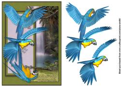 Blue & Yellow Macaws