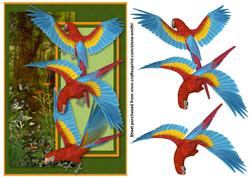 Scarlet Macaws