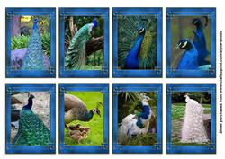 Peacocks Tags / Mini-cards