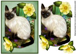 Siamese Cat