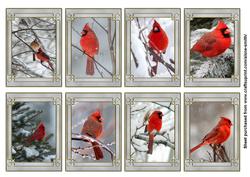 Birds: Winter Cardinal Tags