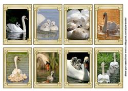 Swan Family Tags