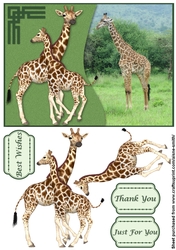Raised Giraffes
