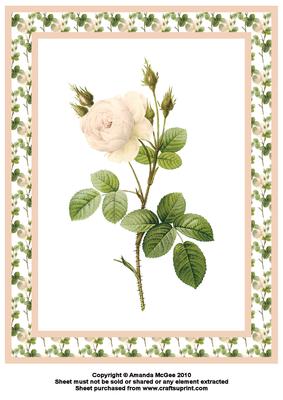 Pink Rose A4 Card Front