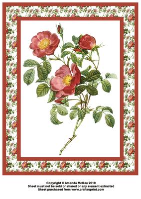 Rose of Love A4 Card Front
