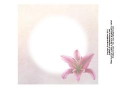 Stargazer Lilies 8x8 Insert
