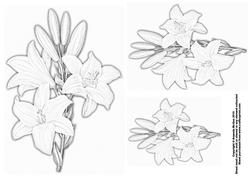 Lilies Digital Stamp