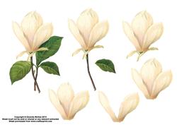 Magnolias Decoupage - Sheet 2 of 2