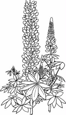 Lupine Digi Stamp