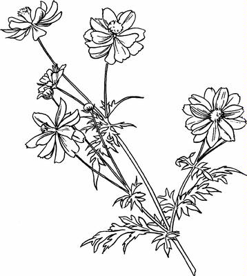 Cosmos Digi Stamp