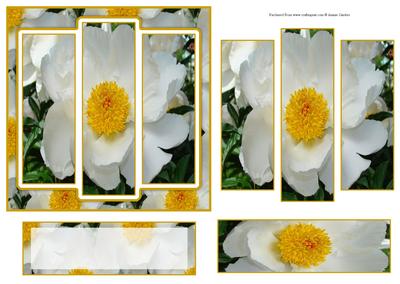6x6" White Peony Panel Card