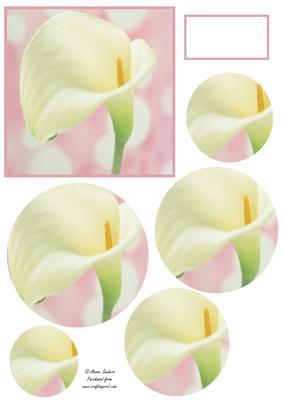 Beautiful Calla Lily Circle Pyramid