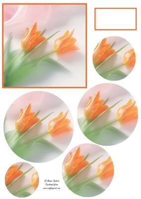 Beautiful Tulips Circle Pyramid