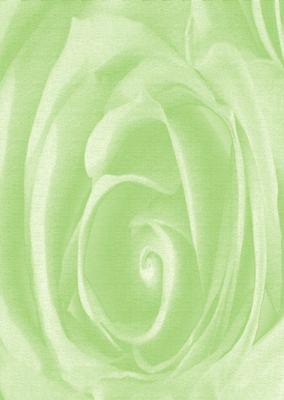 Bright Shade Beautiful Rose Backing Paper