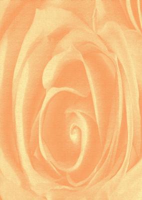 Bright Shade Beautiful Rose Backing Paper