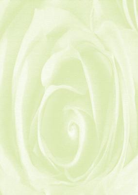 Bright Shade Beautiful Rose Backing Paper
