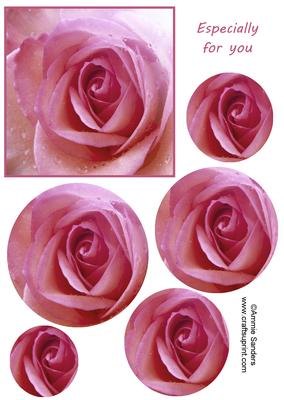 Pink Rose Closeup Circle Pyramid