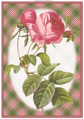 Red Rose A4 Topper/card