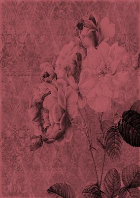 Tattered Rose A4 Backing Paper - Rich Shade