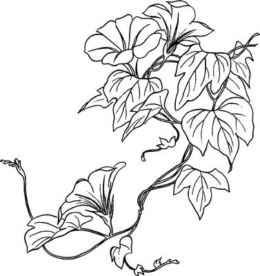 Morning Glory Digi Stamp