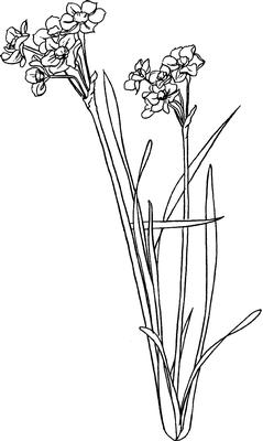 Narcissus Digi Stamp