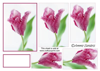 Gorgeous Purple Tulip Pyramid