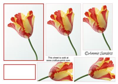 Gorgeous Red & Yellow Tulip Pyramid