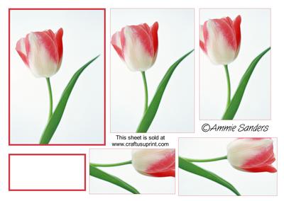 Gorgeous Red & Cream Tulip Pyramid