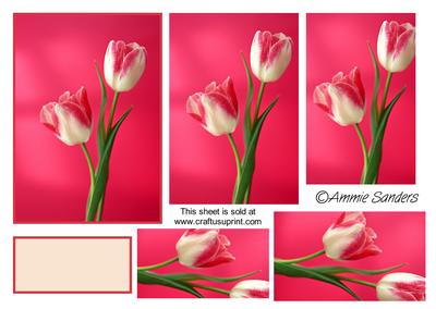 Gorgeous Red & Cream Tulip Pyramid